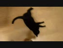 くろねこてっち：くるっくるてちぱー