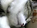 猫の寝言
