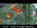 【しょぼい】トマトの冷製パスタ作ったよ！【メモの人】