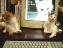 おらほの猫ら　～作業できない～