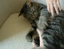【テスト】ヌコキンタロス