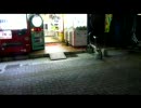 ゲーセンの前にいる猫