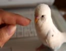 セキセイインコのもじょもじょおしゃべり？