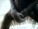 中学の頃、オナニー猿と呼ばれていた友達
