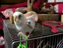 撮影中に飛びかかるセキセイインコさん