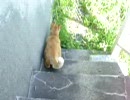 くねくねこ２