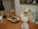 晩酌をする猫
