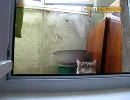 挙動不審なねこ