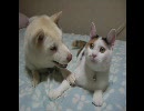 おもちゃを探す猫と窘める犬。