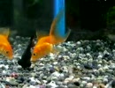 イラッとした金魚