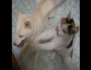 おもちゃで遊ぶ猫と、無関心な犬。