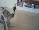 ねこぱんち【Marie】