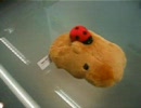 カピバラさん