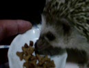 ヨツユビハリネズミの給餌中