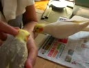 【じゃまするインコ】なでなでインコ