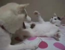 犬と猫のプロレス。　激闘編