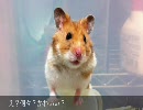 注）マクモニーグルⅡ