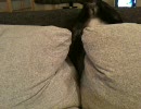 フラ猫（ぬこ）が逆さ開脚