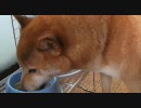 柴犬ジローの朝ごはん