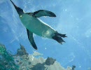 旭山動物園　ペンギン　水中トンネル
