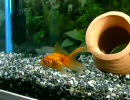 マッタリした金魚