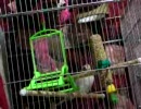 ブランコで遊んだ後にぼーっとしているセキセイインコさん