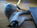 猫とねこじゃらしで遊んでみた