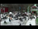 猫しか存在しない村。