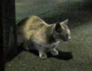 駅の猫　続き