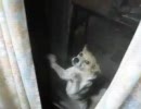 どうしても家に入れて欲しい犬