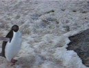 【100カ国バックパッカーアマゾン】南極のペンギン
