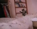 超高速猫パンチ