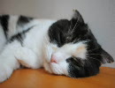 福岡の猫カフェ「猫カフェ　Ｃｌａssic」　９／１５