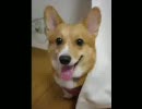 猫が調子に乗ってるようなので俺んちのコーギー写真集２