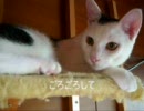牛柄猫家族０７ ～平常運転～
