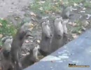 エサ欲しがるカワウソたちの動きがカワイすぎる