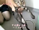 困ってる事と聞かれれば「元気で」と答える【ずぶ濡れ子猫お世話編】