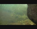 渓流水中動画16