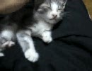 子猫を拾ったんだけど、何か質問ある？