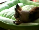 我が家の3チワワ