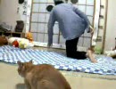 猫と踊ってみた