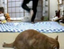 猫と踊ってみた　高画質化テスト