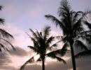 ISLAND STAY WITH ME