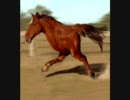 FF14のチョコボが馬鳥とのことなので、イメージ動画を作ってみた。