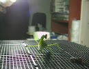 チョウセンカマキリのコオロギ狩り-2
