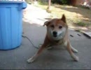 スローモーション柴犬、小麦ちゃん　PART１