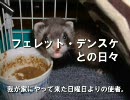 フェレット・デンスケ　我が家にやって来た日曜日よりの使者