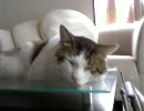 猫に餌付け Part40