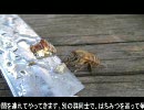 日本蜜蜂(ニホンミツバチ)の蜜なめ