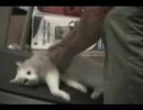 【中性的な声の私が】猫をランニングマシーンに乗せると…【アフレコ】